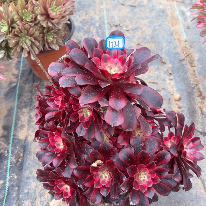 美杜莎1721法师多肉