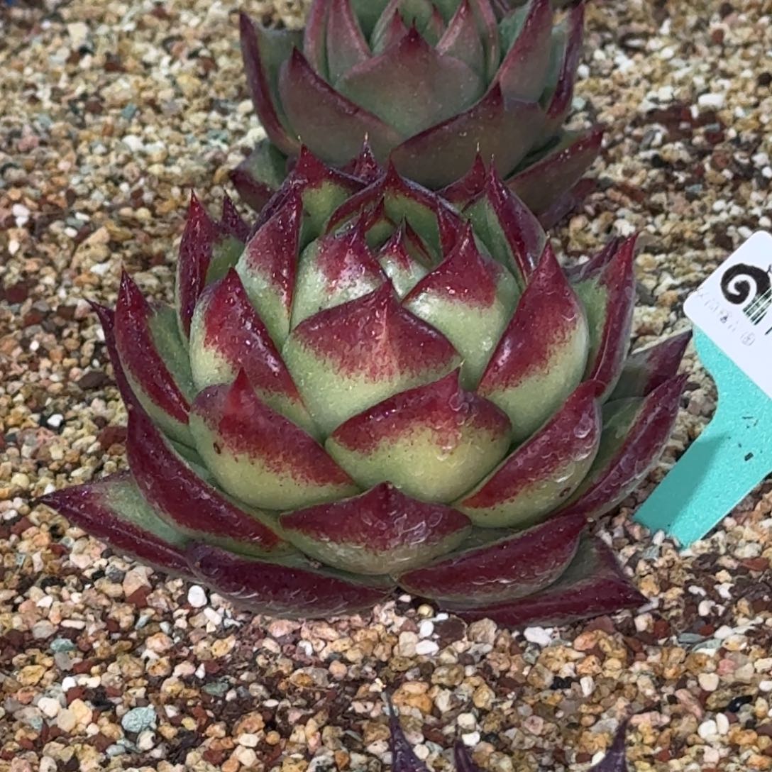 从前慢多肉精选编号1220.291