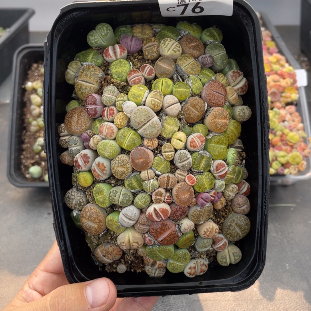 红陶000000000000076