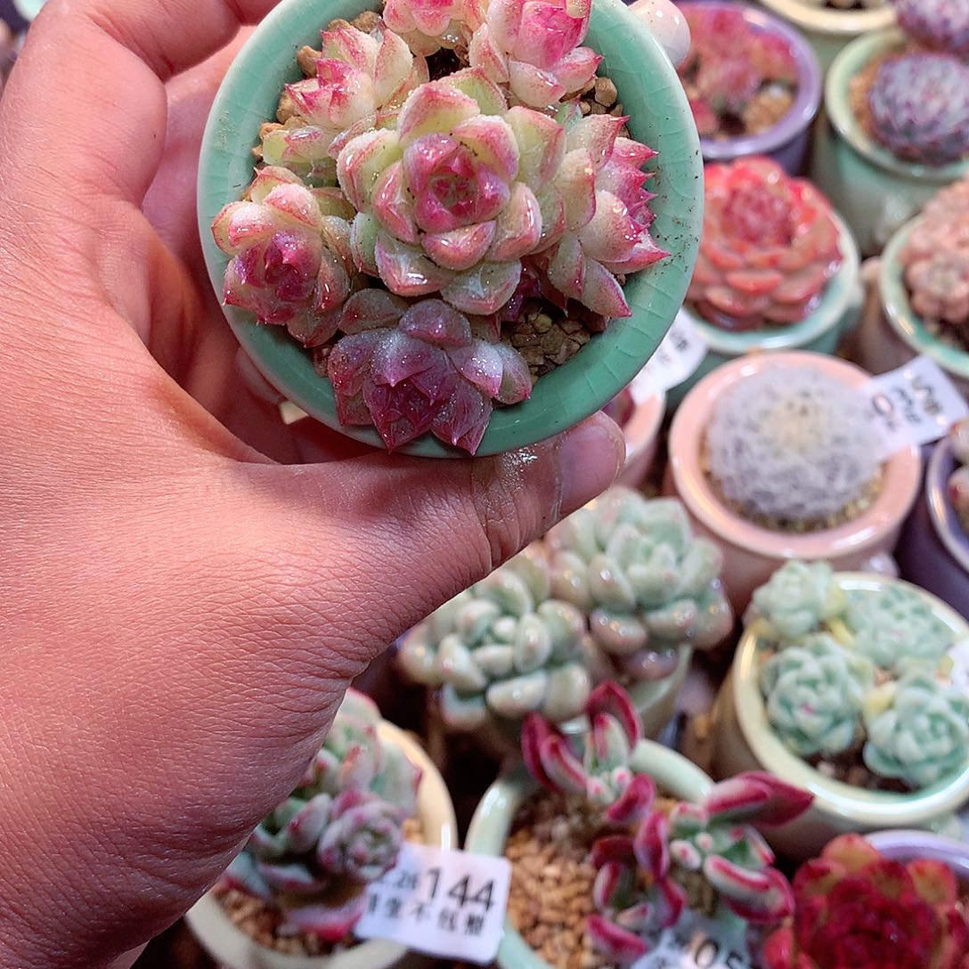 美肉肉哦哦哦哦哦哦哦