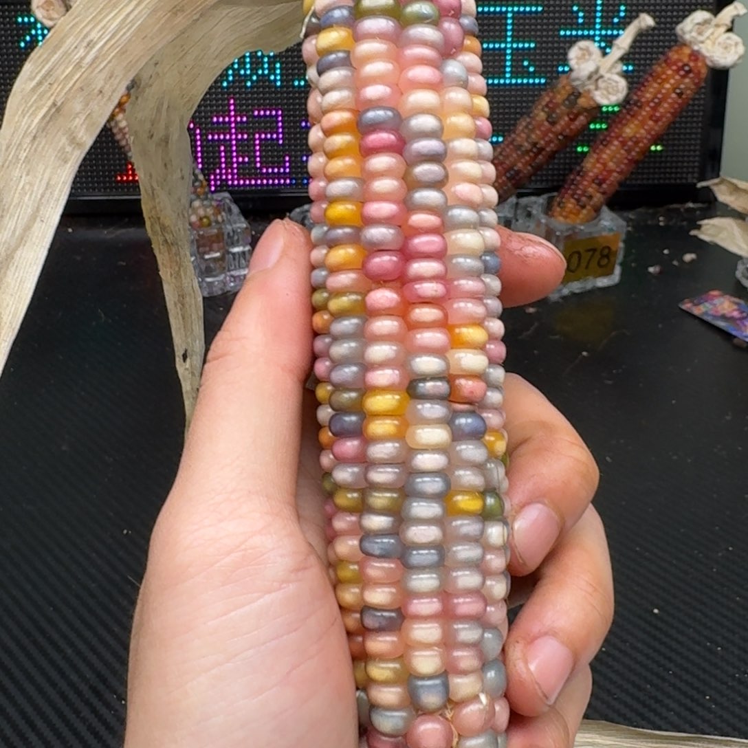 柏香籽/百香籽吊坠米*