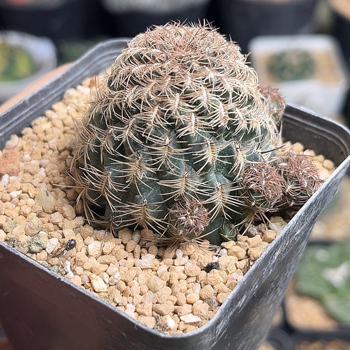 沟宝山实生球24公分