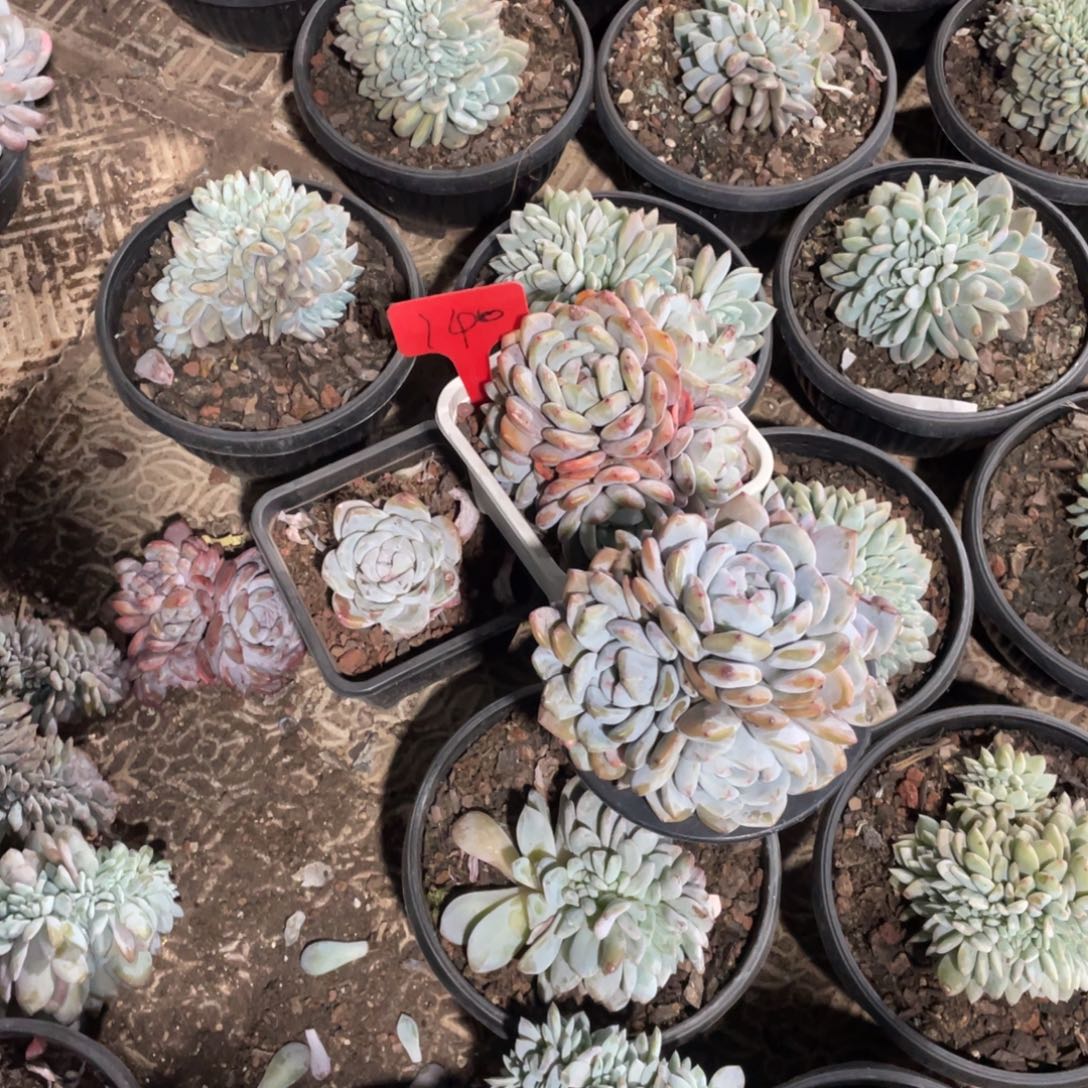 冰***雨星影缀化多头群生140