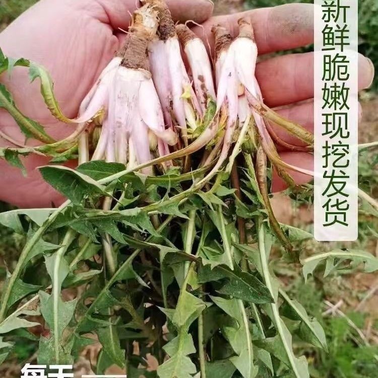 东北山野菜婆婆丁蘸酱