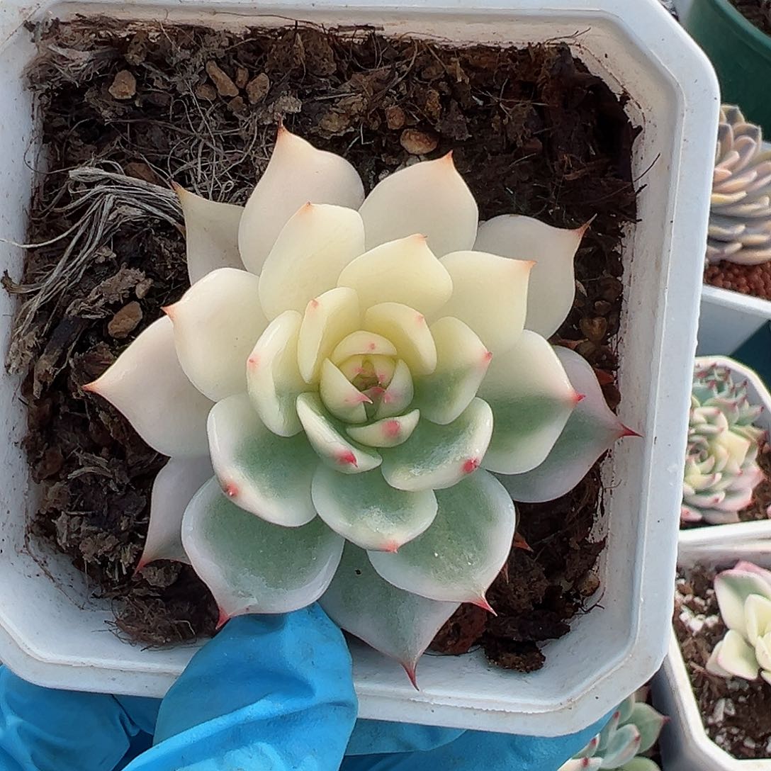 吉娃娃锦，半覆轮锦