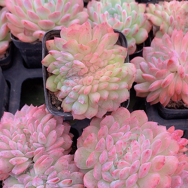 甘露缀化脱土发货