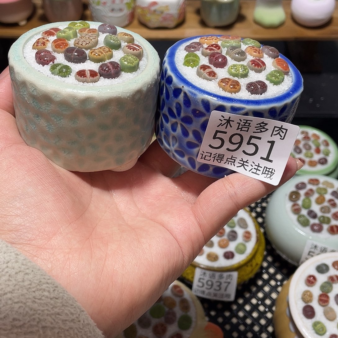 带盆土植物 一物一拍5951