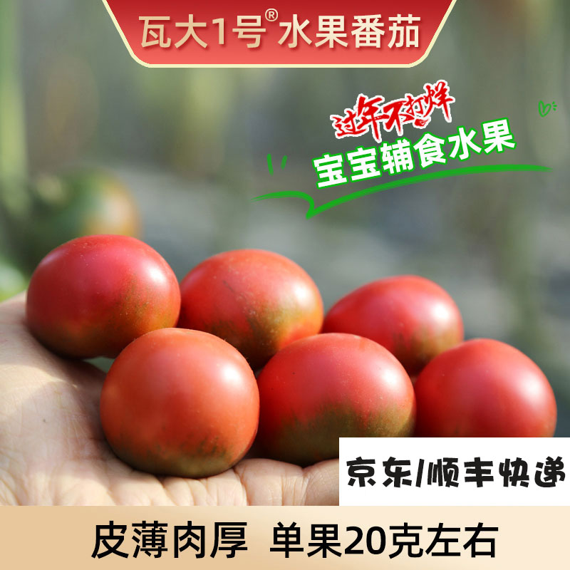 【绿色食品】瓦大1号口感小番茄宝宝果孕妇水果自然3-5斤农场种植