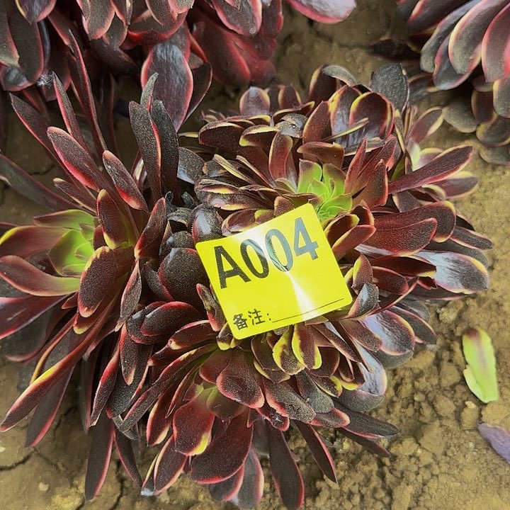 精品缀化一物一拍004