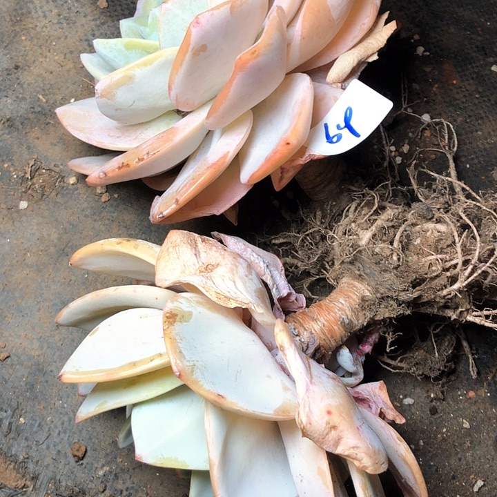 64//////////////////