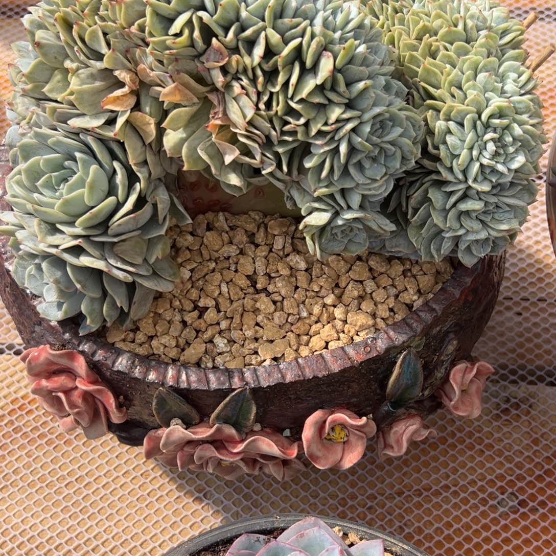 ※***※久伴  劳林缀化 1478寄养 