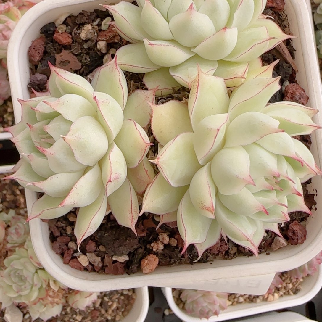 G***d花语多肉1227-133女王散