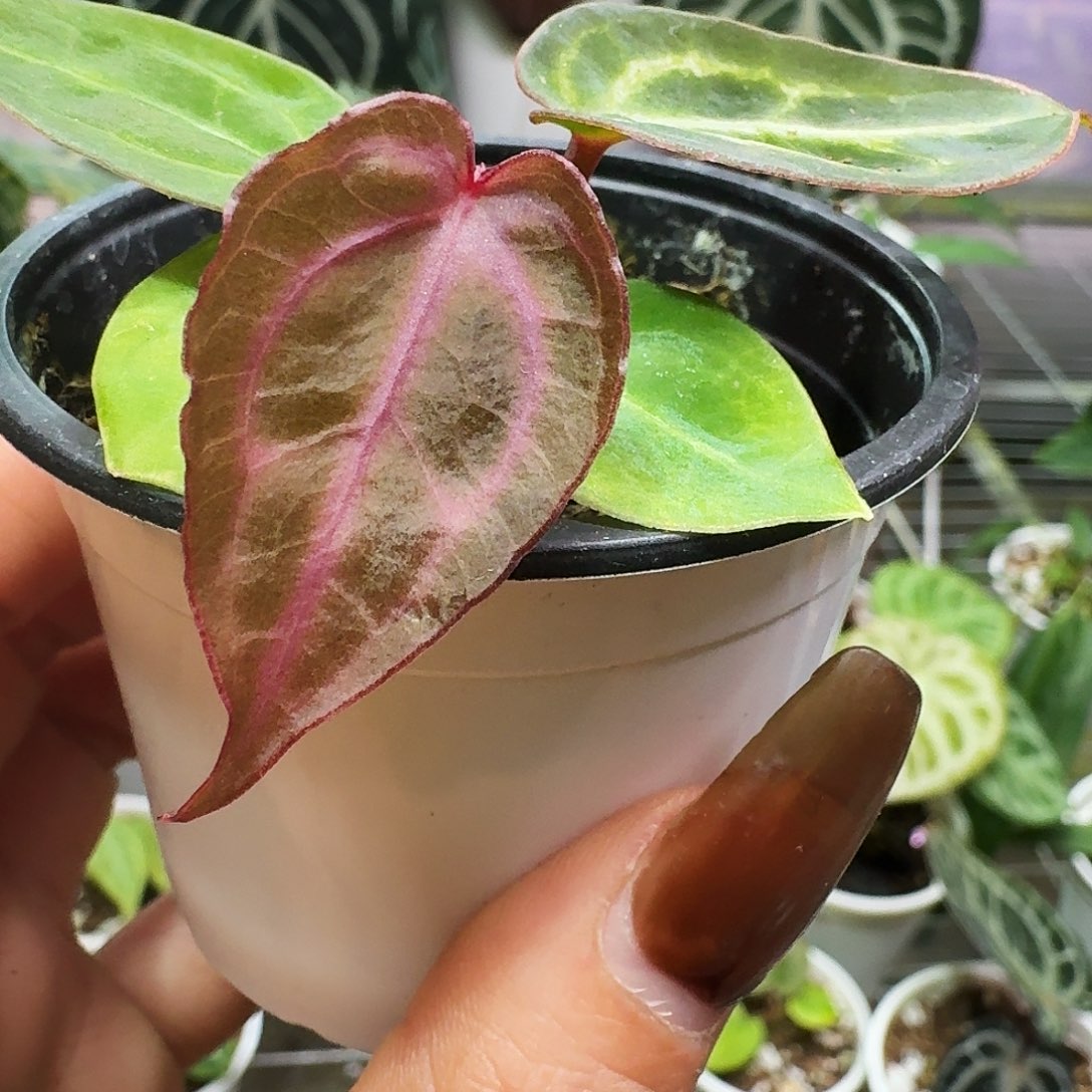 完全开放粉红杂Nse红水晶