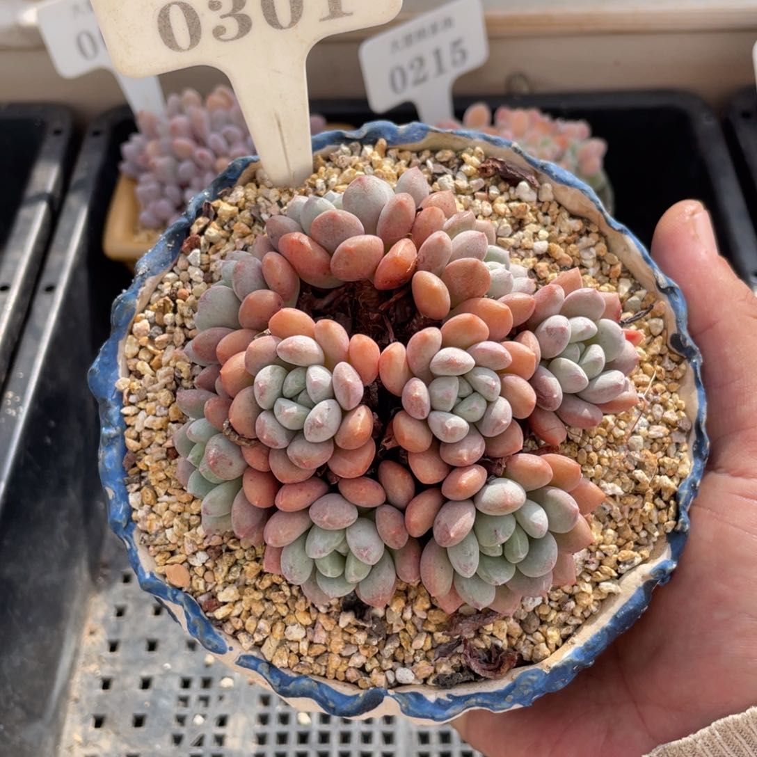 0301特殊系统不带盆9厘米