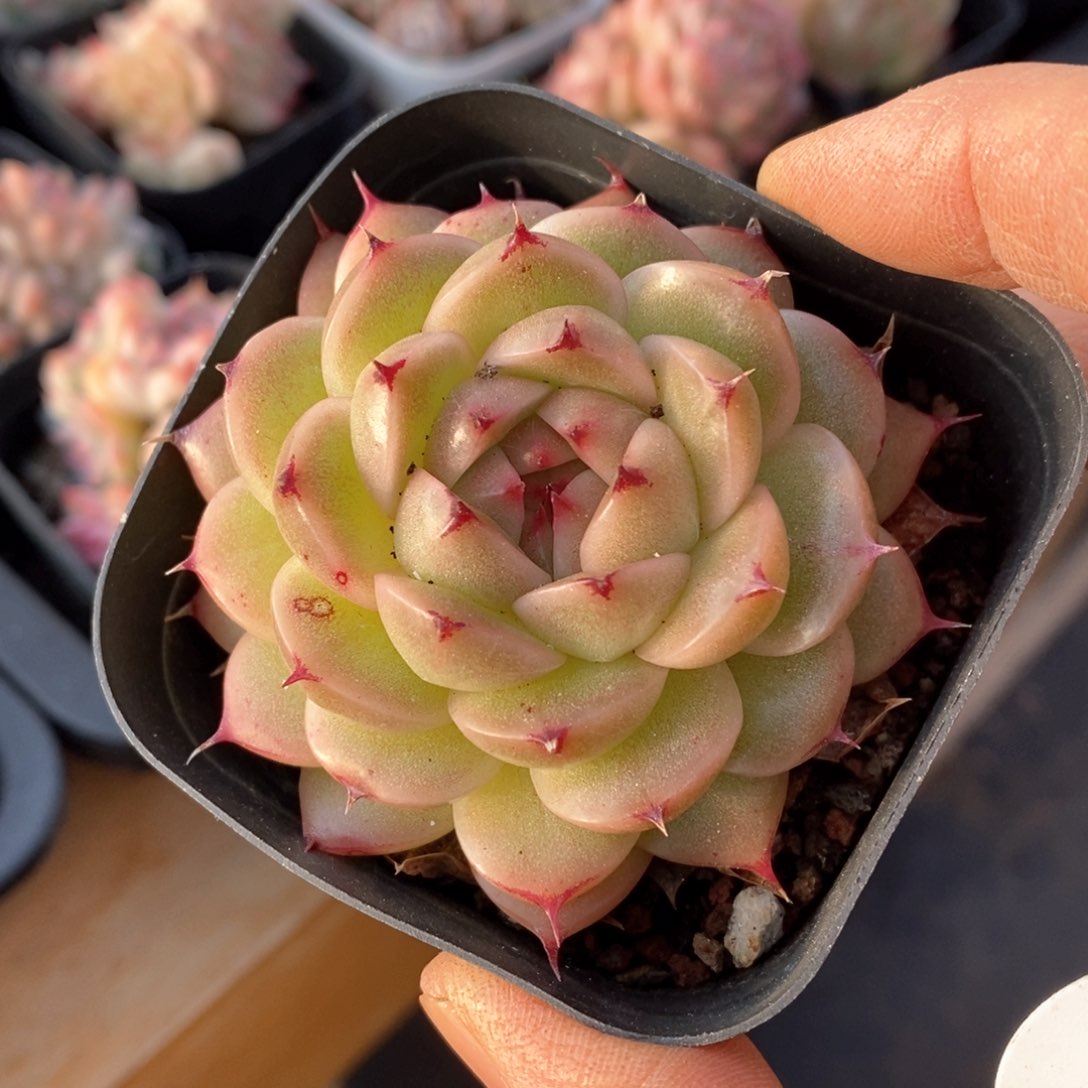 精品多肉一物一柏不包整194