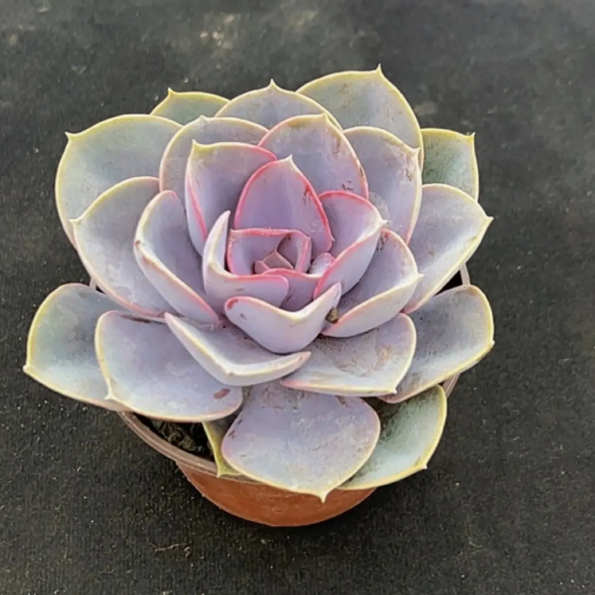 紫珍珠小单头3单包邮脱土发