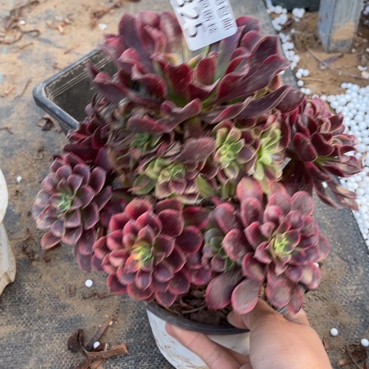 325金丝雀手捧1号