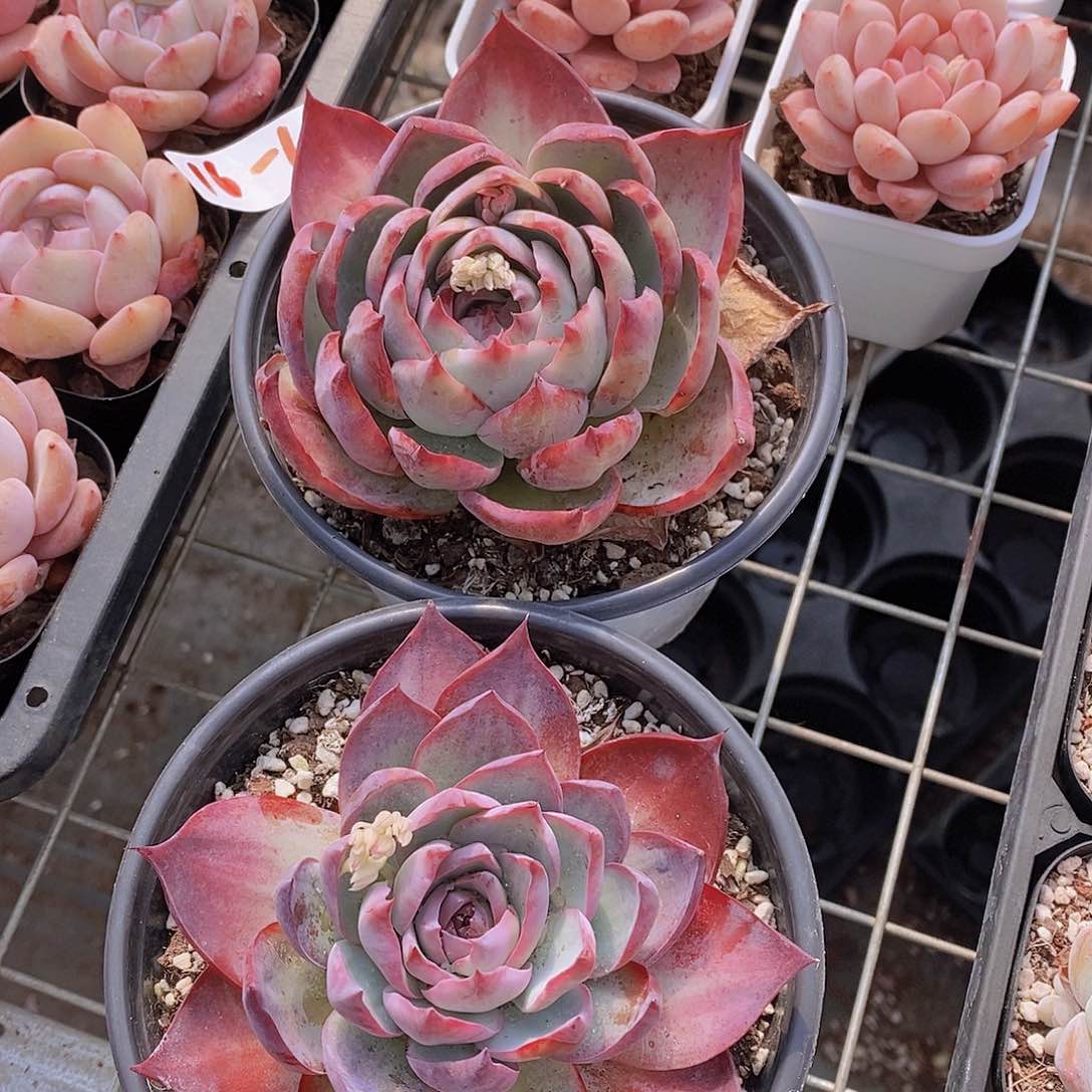 0214-大大大惊鸿单头一颗量拍