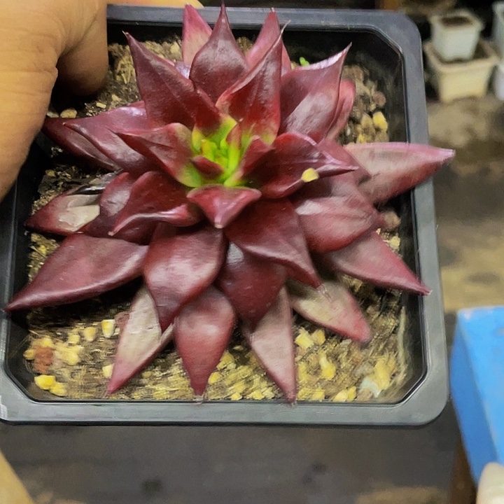 红灵魂外翻页哦哦哦哦哦哦哦