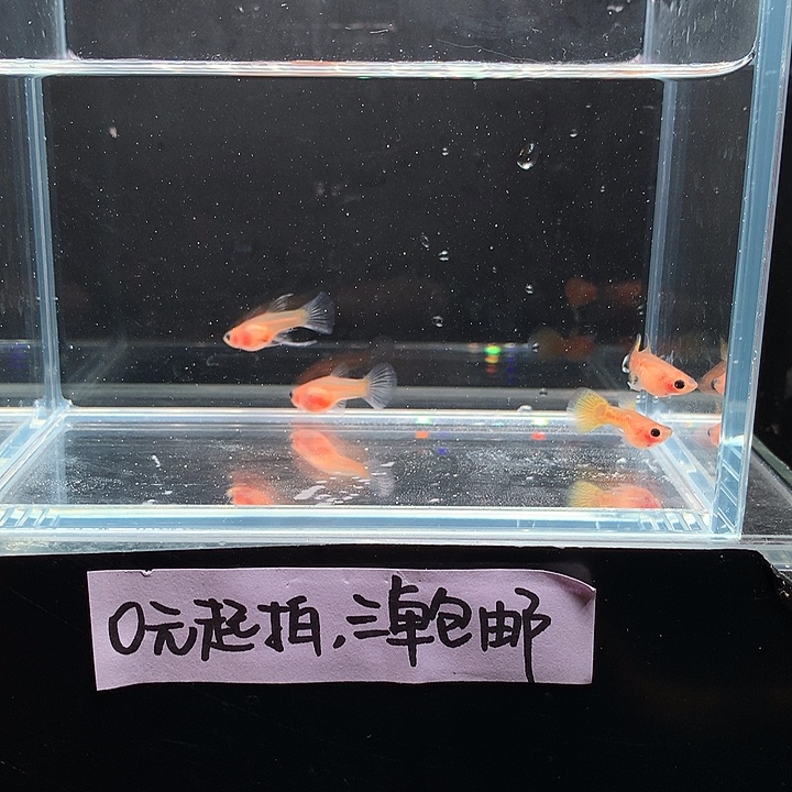 孔雀鱼黄蕾丝玻璃猫四条