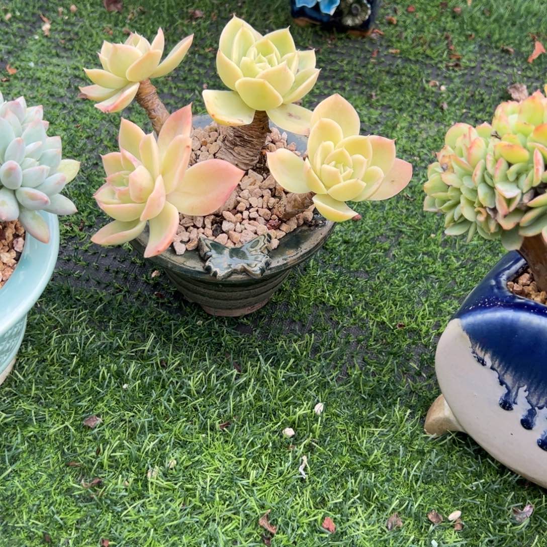 哼***哈厚叶丝绸多肉植物脱土