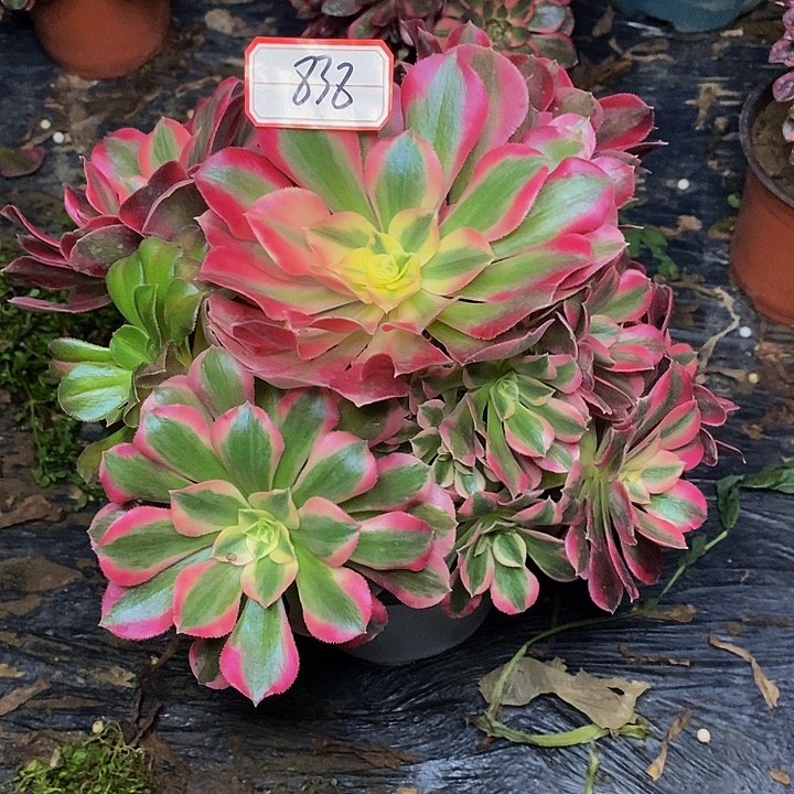 七彩石老桩捧花838号