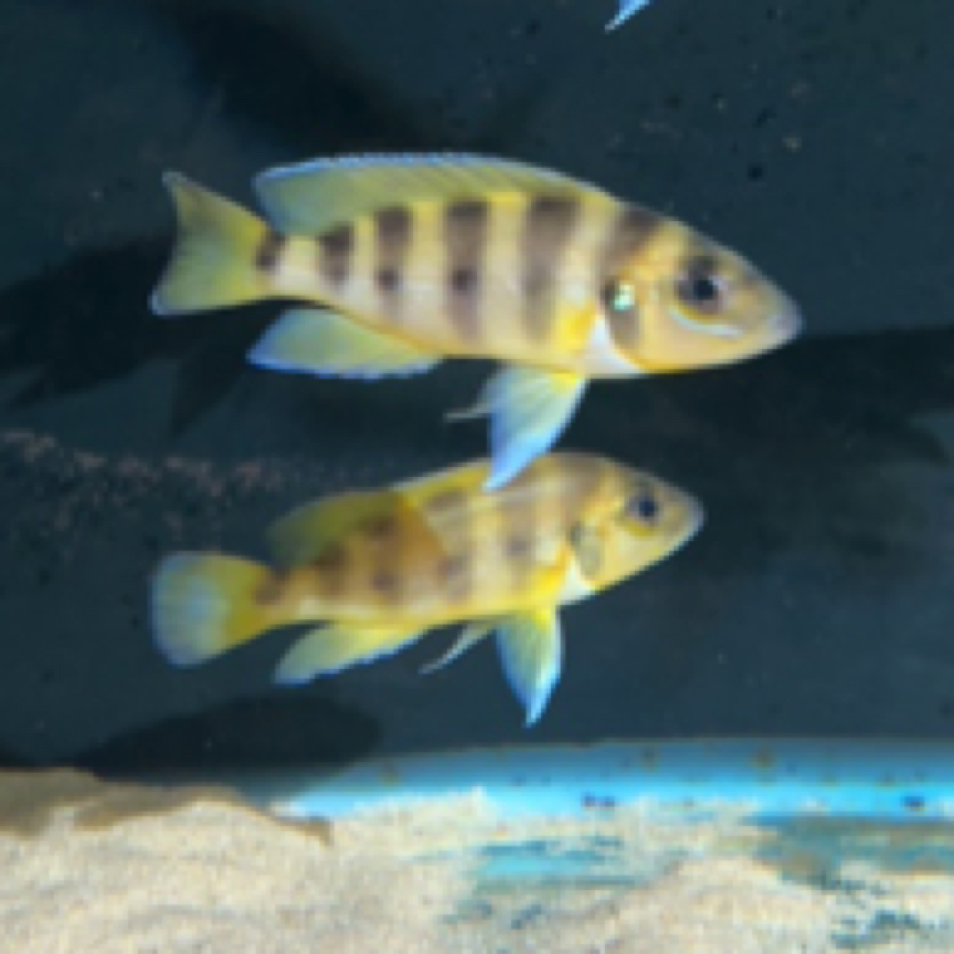 野生金六间坦湖靓丽鲷