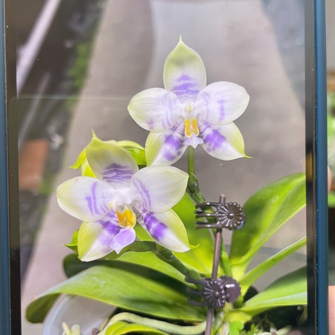 完全开放紫龙方阵，分生，3.5杯抽梗苗