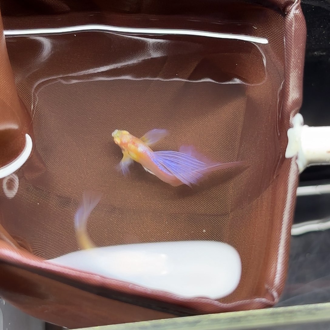 孔雀鱼紫白鸥翼飞船压成1对