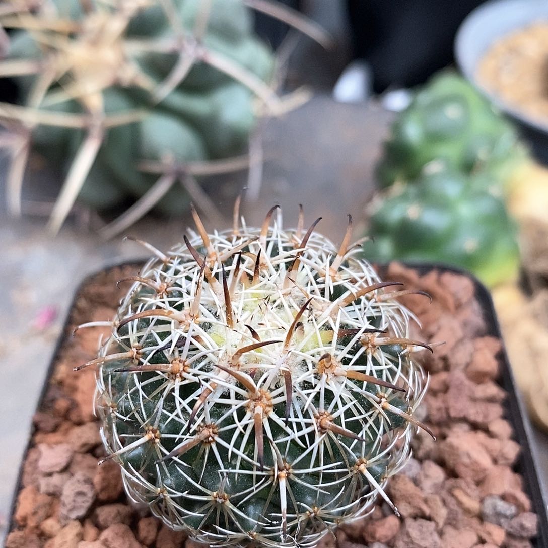 实生金环蚀仙人球