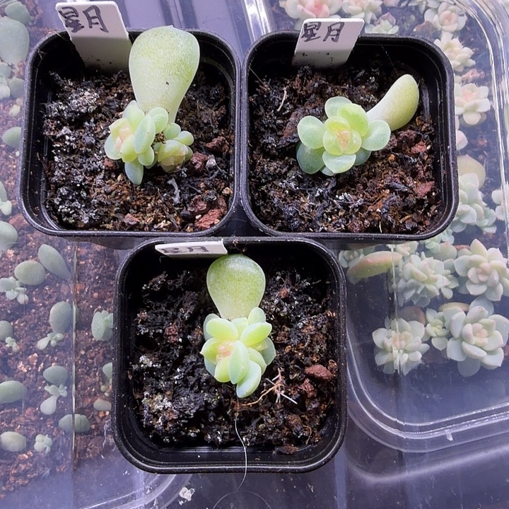 星月双头随机发四公分盆口