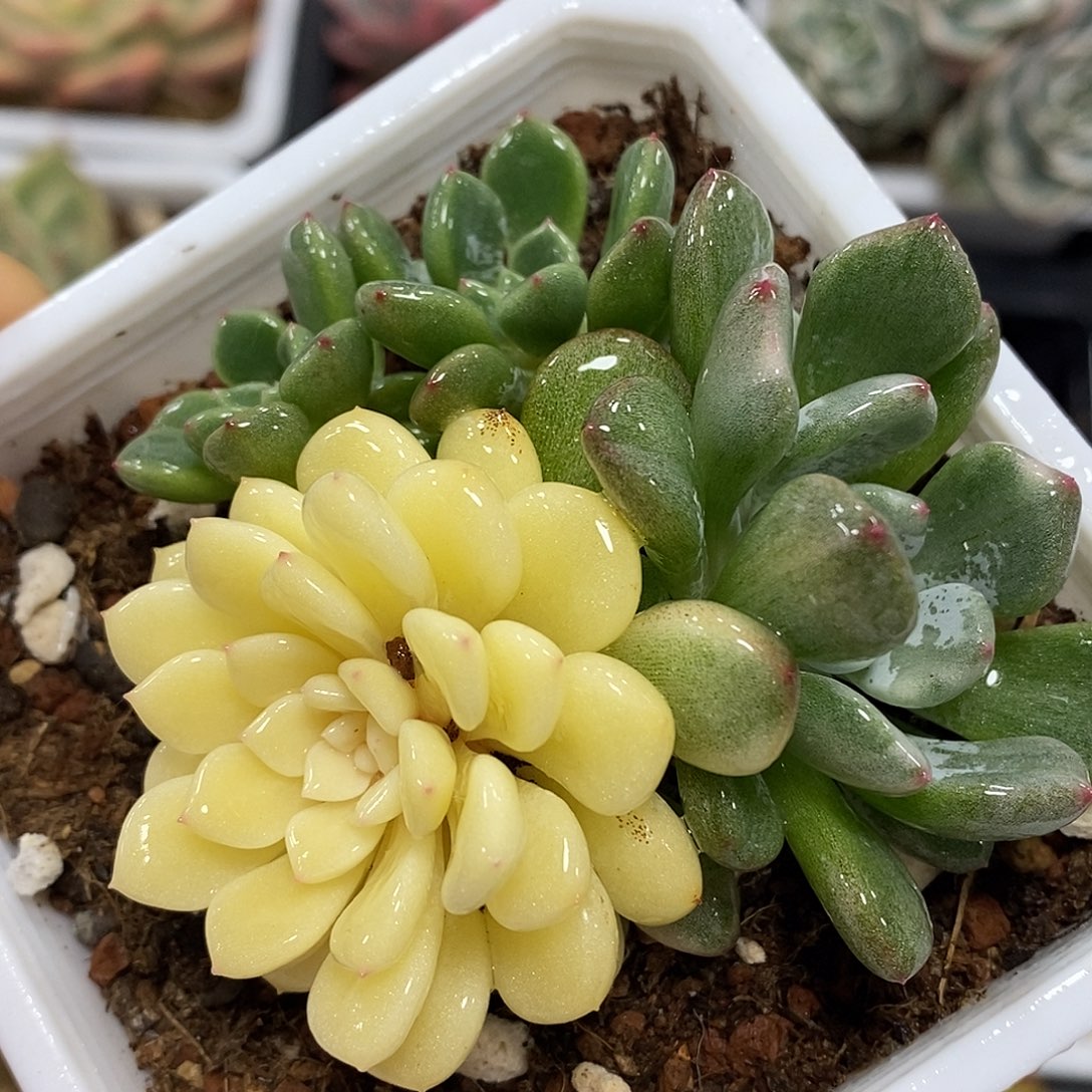 橘子球锦 小方花圃一物一拍