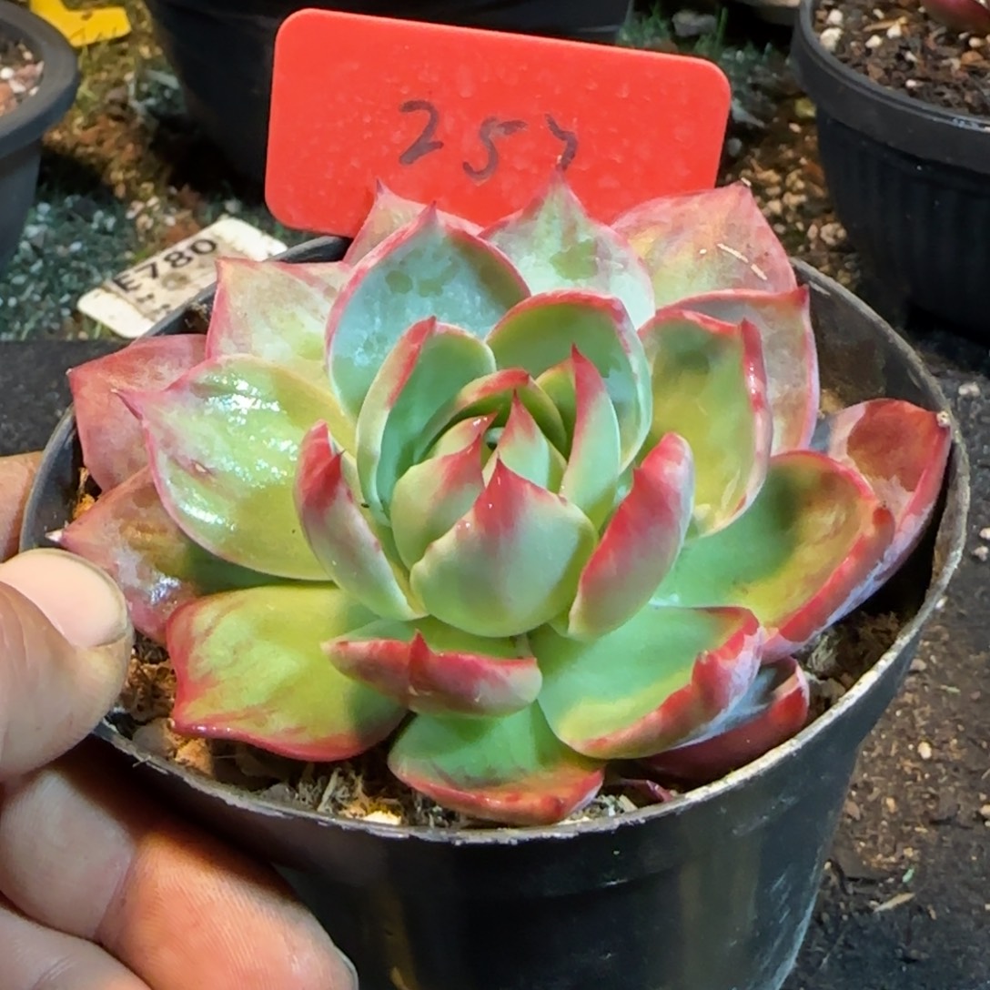惊鸿一物一拍包装收缩花旱257