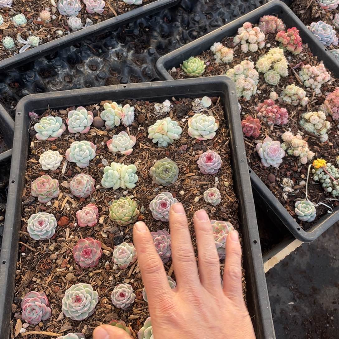 魚***秒272。 定。           