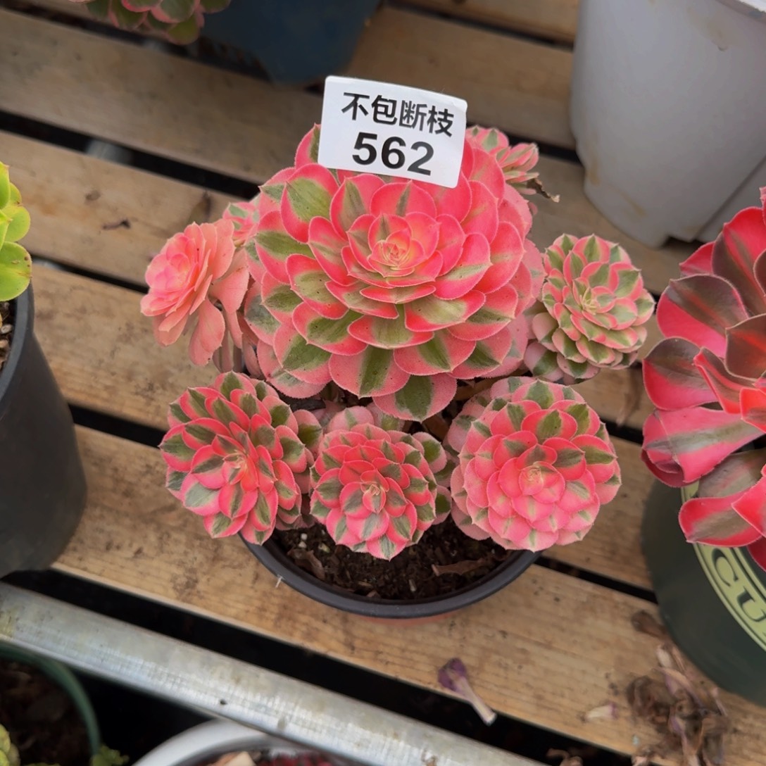 王****562多肉植物法师号