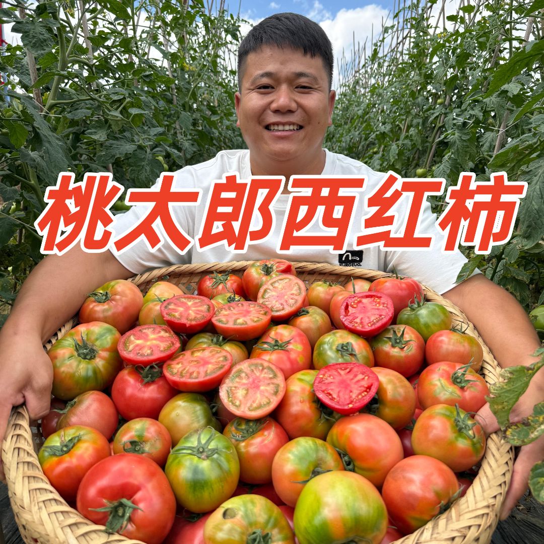 老味道西红柿 顺丰包邮正宗攀枝花露天沙瓤有籽老味道西红柿