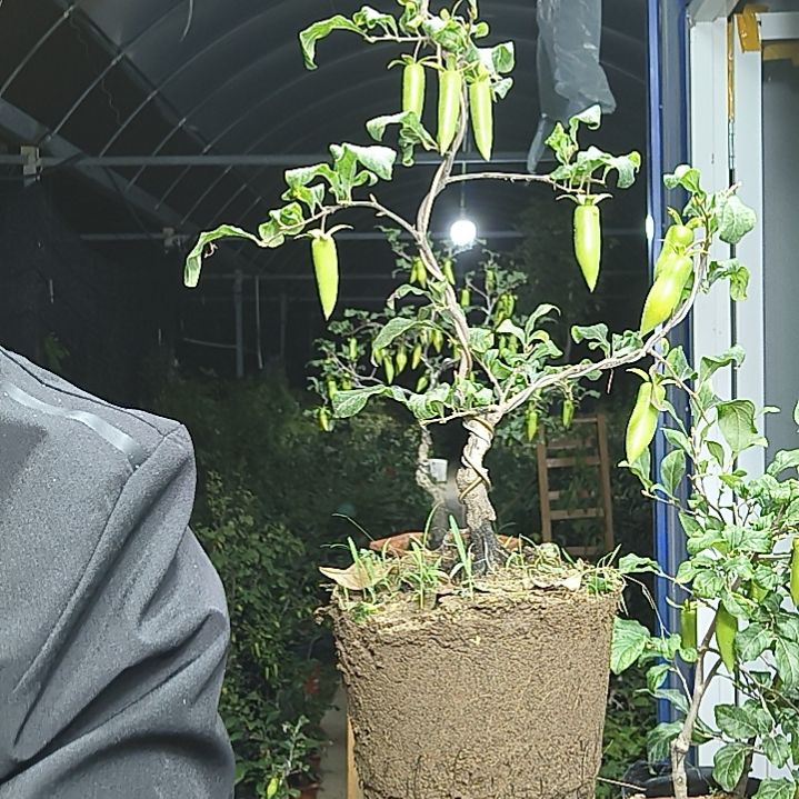 岚***完全开放老鸭柿子