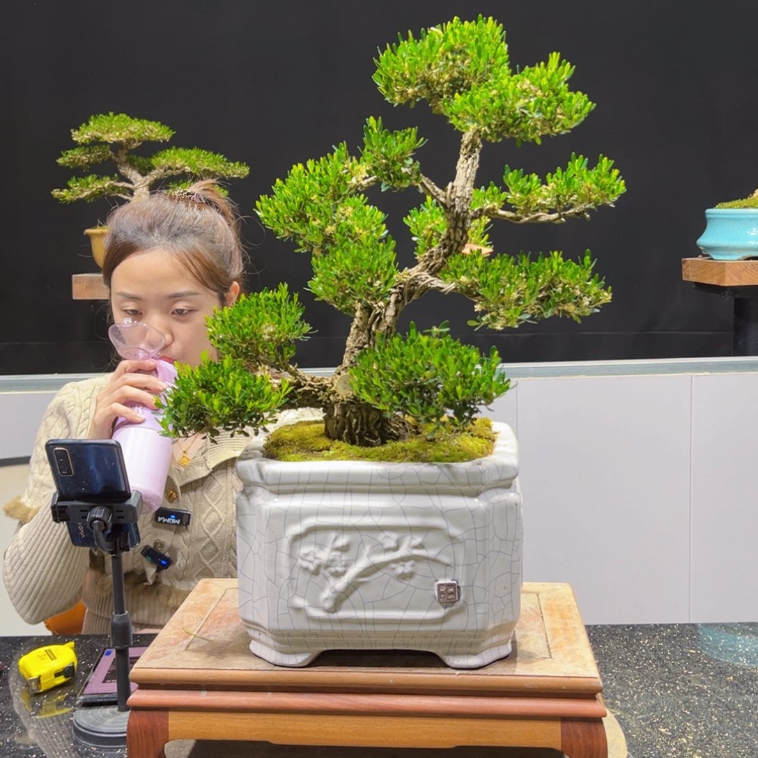 黄杨盆景老桩四季长青