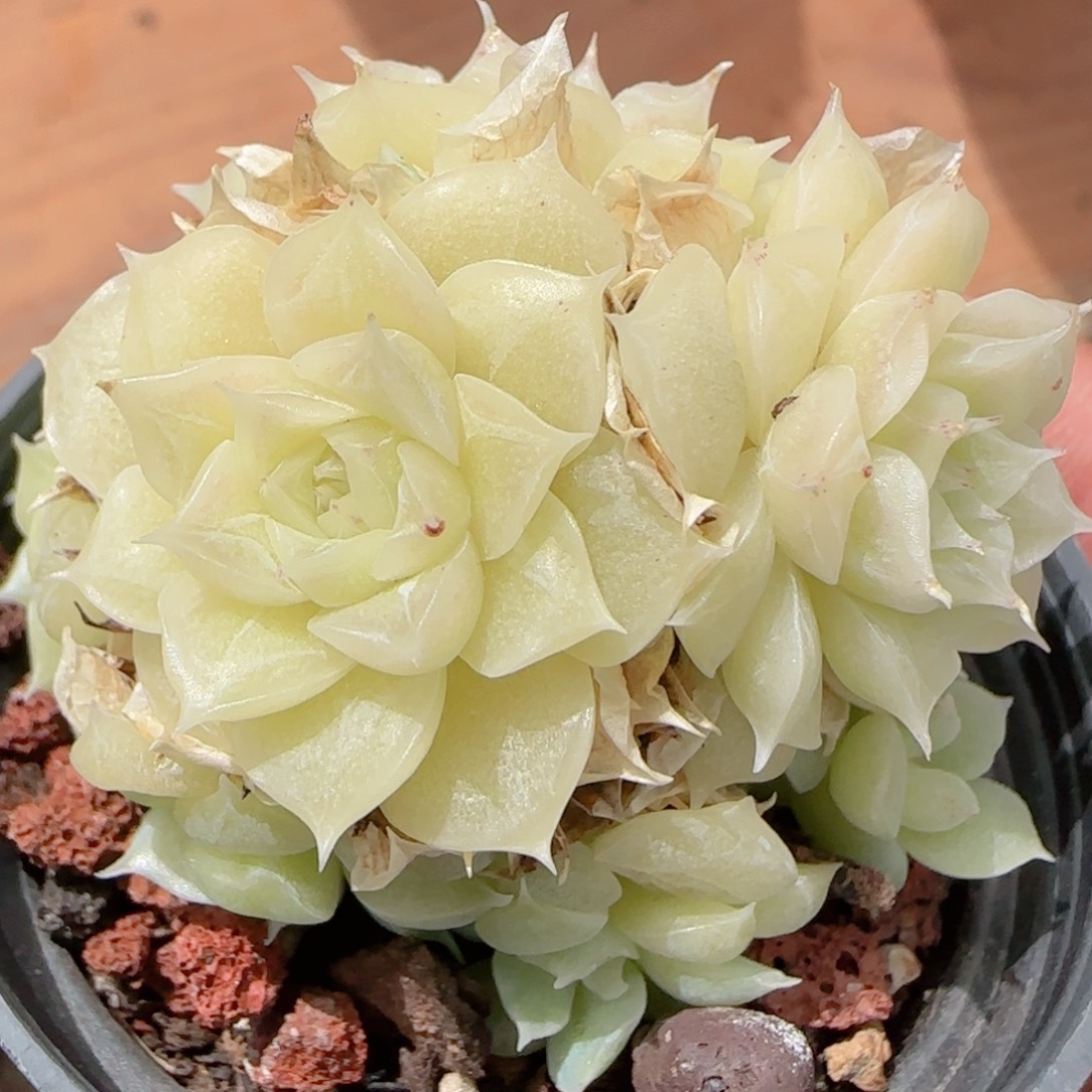 c***n花语多肉0103-183散