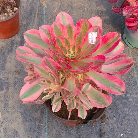 571女巫多肉植物