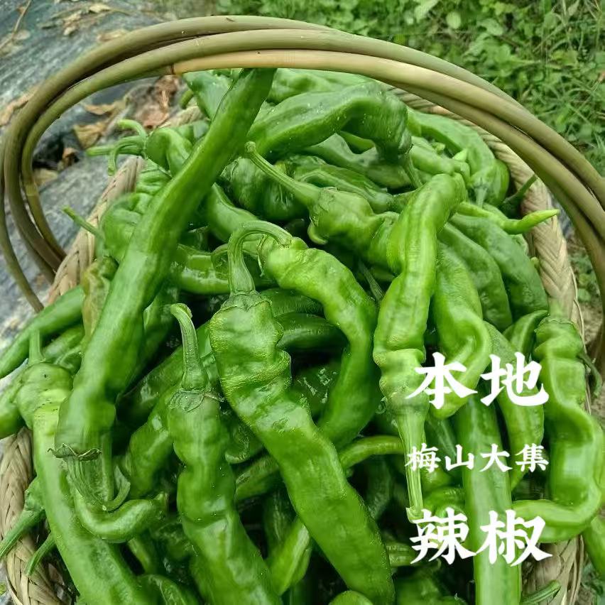 【本地辣椒】湖南新化农户种植老种辣椒6-7分辣3斤/5斤装