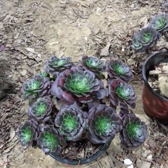 甜***沐萝莉法师多肉植物27