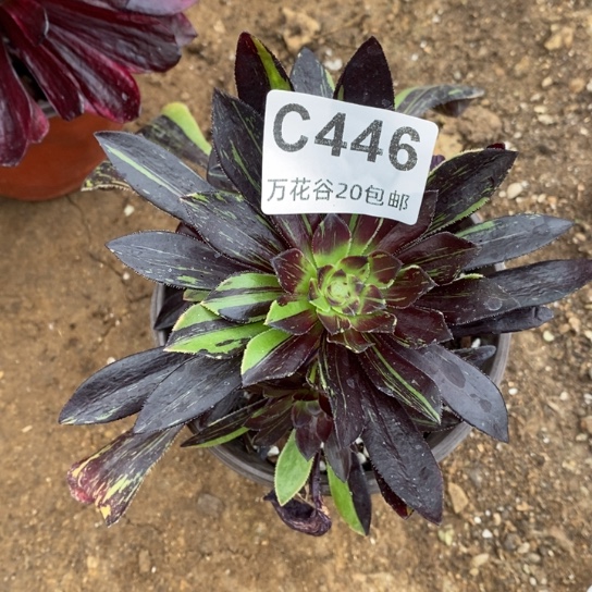 446水墨丹青砍过多肉