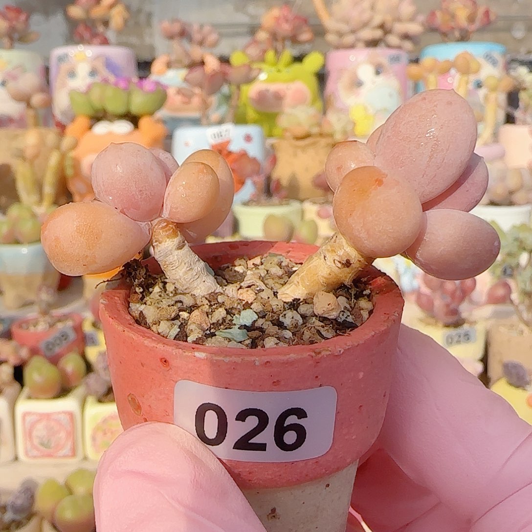 双头蛋黄奶 盆口3.5cm