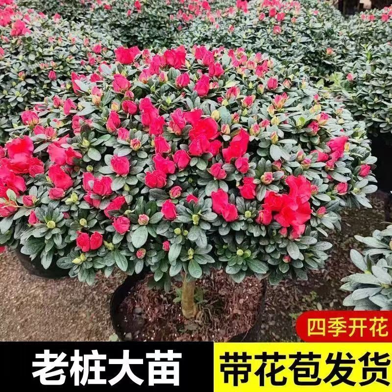 四季开花中国红杜鹃花老桩带花苞室内外耐寒耐热绿植