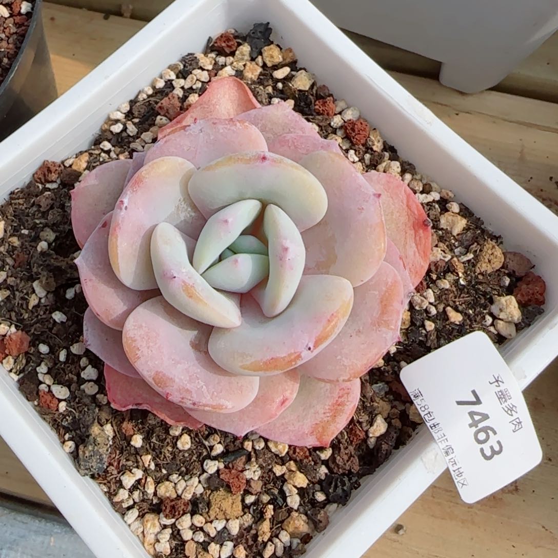 奶茶，7463多肉植物