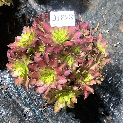 1828韶华多肉法师锦