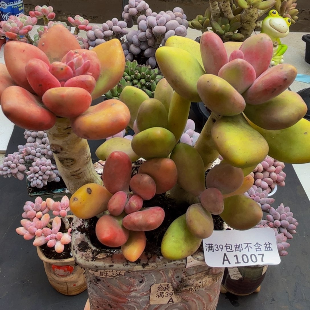 007/12cm芒果奶多肉