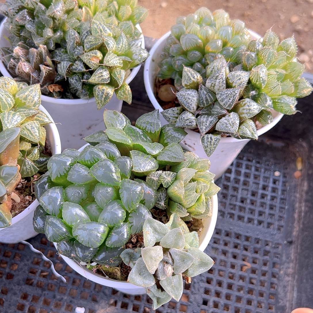 万象盆拼盘玉露多肉一颗