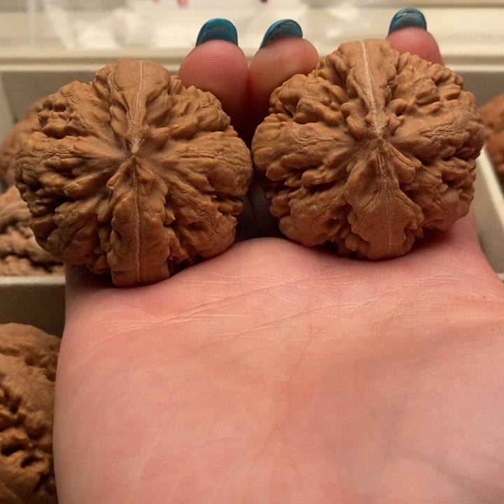 纯***玩霸王龙全品无修一刀没动